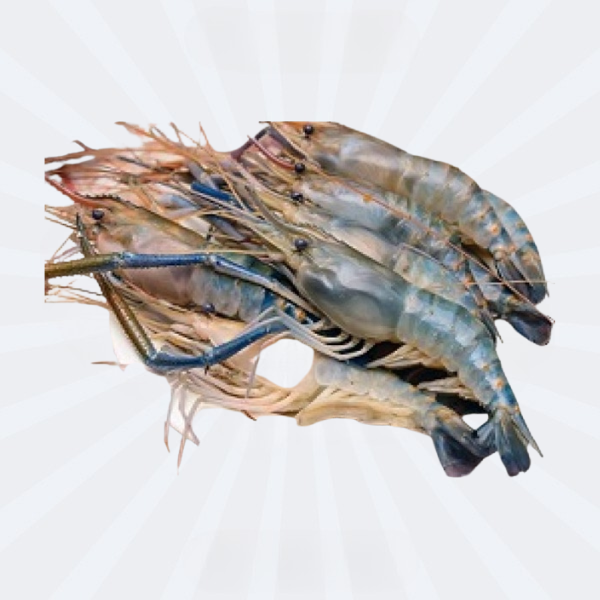 Shrimp U35-45 Golda (2 in 1)